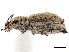  ( - CCDB-30446-F04)  @11 [ ] CreativeCommons - Attribution (2018) CBG Photography Group Smithsonian Institution