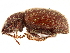  (Strophomorphus - CCDB-30446-F10)  @11 [ ] CreativeCommons - Attribution (2018) CBG Photography Group Smithsonian Institution