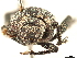  (Elytrurus marginatus - CCDB-30446-G02)  @11 [ ] CreativeCommons - Attribution (2018) CBG Photography Group Smithsonian Institution