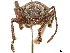  (Rhyncogonus mimus - CCDB-30446-G04)  @11 [ ] CreativeCommons - Attribution (2018) CBG Photography Group Smithsonian Institution