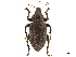  (Laparocerus morio morio - CCDB-30446-G06)  @11 [ ] CreativeCommons - Attribution (2018) CBG Photography Group Smithsonian Institution