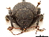  (Laparocerus morio - CCDB-30446-G06)  @11 [ ] CreativeCommons - Attribution (2018) CBG Photography Group Smithsonian Institution