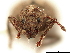  ( - CCDB-30446-G09)  @11 [ ] CreativeCommons - Attribution (2018) CBG Photography Group Smithsonian Institution
