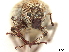  ( - CCDB-30446-G10)  @11 [ ] CreativeCommons - Attribution (2018) CBG Photography Group Smithsonian Institution