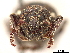  ( - CCDB-30446-H01)  @11 [ ] CreativeCommons - Attribution (2018) CBG Photography Group Smithsonian Institution