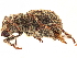 (Aragnomus - CCDB-30446-H03)  @11 [ ] CreativeCommons - Attribution (2018) CBG Photography Group Smithsonian Institution