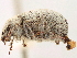  (Eucilinus - CCDB-30446-H04)  @11 [ ] CreativeCommons - Attribution (2018) CBG Photography Group Smithsonian Institution