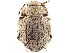  ( - CCDB-30446-H05)  @11 [ ] CreativeCommons - Attribution (2018) CBG Photography Group Smithsonian Institution