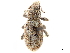  (Eucyllus vagans - CCDB-30446-H06)  @11 [ ] CreativeCommons - Attribution (2018) CBG Photography Group Smithsonian Institution
