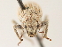 ( - CCDB-30446-H06)  @11 [ ] CreativeCommons - Attribution (2018) CBG Photography Group Smithsonian Institution