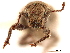  ( - CCDB-30446-H07)  @11 [ ] CreativeCommons - Attribution (2018) CBG Photography Group Smithsonian Institution