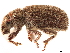  (Eucyllus - CCDB-30446-H07)  @11 [ ] CreativeCommons - Attribution (2018) CBG Photography Group Smithsonian Institution