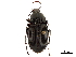  (Pterostichus liciniformis - CCDB-30447-B04)  @11 [ ] CreativeCommons - Attribution (2018) CBG Photography Group Smithsonian Institution