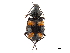  (Craspedophorus - CCDB-30447-C06)  @11 [ ] CreativeCommons - Attribution (2018) CBG Photography Group Smithsonian Institution