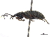  (Euschizomerus - CCDB-30447-C11)  @11 [ ] CreativeCommons - Attribution (2018) CBG Photography Group Smithsonian Institution