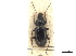  (Argutoridius chilensis - CCDB-30447-H09)  @11 [ ] CreativeCommons - Attribution (2018) CBG Photography Group Smithsonian Institution