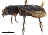 (Anomostomus - CCDB-30448-G06)  @11 [ ] CreativeCommons - Attribution (2018) CBG Photography Group Smithsonian Institution