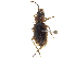  (Loxoncus discophorus - CCDB-30448-G09)  @11 [ ] CreativeCommons - Attribution (2018) CBG Photography Group Smithsonian Institution