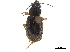  (Loxoncus microgonus - CCDB-30448-G10)  @11 [ ] CreativeCommons - Attribution (2018) CBG Photography Group Smithsonian Institution