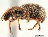  (Peritelopsis - CCDB-30449-A06)  @11 [ ] CreativeCommons - Attribution (2018) CBG Photography Group Smithsonian Institution