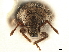 (Rhypodillus - CCDB-30449-A08)  @11 [ ] CreativeCommons - Attribution (2018) CBG Photography Group Smithsonian Institution