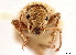  (Thinoxenus - CCDB-30449-A09)  @11 [ ] CreativeCommons - Attribution (2018) CBG Photography Group Smithsonian Institution