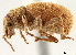  (Thinoxenus - CCDB-30449-A09)  @11 [ ] CreativeCommons - Attribution (2018) CBG Photography Group Smithsonian Institution