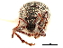  ( - CCDB-30449-B01)  @11 [ ] CreativeCommons - Attribution (2018) CBG Photography Group Smithsonian Institution