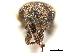 ( - CCDB-30449-B02)  @11 [ ] CreativeCommons - Attribution (2018) CBG Photography Group Smithsonian Institution