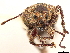  ( - CCDB-30449-B03)  @11 [ ] CreativeCommons - Attribution (2018) CBG Photography Group Smithsonian Institution