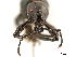  ( - CCDB-30449-B08)  @11 [ ] CreativeCommons - Attribution (2018) CBG Photography Group Smithsonian Institution