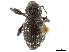  (Brachynedus - CCDB-30449-B09)  @11 [ ] CreativeCommons - Attribution (2018) CBG Photography Group Smithsonian Institution