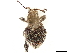  (Microthetes - CCDB-30449-B11)  @11 [ ] CreativeCommons - Attribution (2018) CBG Photography Group Smithsonian Institution