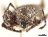  (Cnemidothrix - CCDB-30449-C02)  @11 [ ] CreativeCommons - Attribution (2018) CBG Photography Group Smithsonian Institution