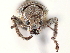  ( - CCDB-30449-C11)  @11 [ ] CreativeCommons - Attribution (2018) CBG Photography Group Smithsonian Institution