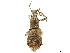  (Brachyomus - CCDB-30449-D01)  @11 [ ] CreativeCommons - Attribution (2018) CBG Photography Group Smithsonian Institution