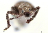  (Brachystylus - CCDB-30449-D04)  @11 [ ] CreativeCommons - Attribution (2018) CBG Photography Group Smithsonian Institution