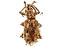  (Eustylus - CCDB-30449-D09)  @11 [ ] CreativeCommons - Attribution (2018) CBG Photography Group Smithsonian Institution