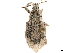  (Oxyderces argentinicus - CCDB-30449-E03)  @11 [ ] CreativeCommons - Attribution (2018) CBG Photography Group Smithsonian Institution