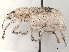  ( - CCDB-30449-E03)  @11 [ ] CreativeCommons - Attribution (2019) CBG Photography Group Smithsonian Institution