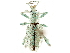  (Oxyderces tarapotae - CCDB-30449-E04)  @11 [ ] CreativeCommons - Attribution (2018) CBG Photography Group Smithsonian Institution