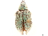  (Pachnaeus citri - CCDB-30449-E05)  @11 [ ] CreativeCommons - Attribution (2018) CBG Photography Group Smithsonian Institution