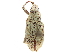  (Pachnaeus opalus - CCDB-30449-E06)  @11 [ ] CreativeCommons - Attribution (2018) CBG Photography Group Smithsonian Institution
