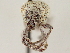  ( - CCDB-30449-E06)  @11 [ ] CreativeCommons - Attribution (2018) CBG Photography Group Smithsonian Institution