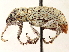  ( - CCDB-30449-E06)  @11 [ ] CreativeCommons - Attribution (2018) CBG Photography Group Smithsonian Institution