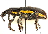  (Rhinospathe - CCDB-30449-E08)  @11 [ ] CreativeCommons - Attribution (2018) CBG Photography Group Smithsonian Institution