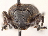  (Synthlibonotus - CCDB-30449-E10)  @11 [ ] CreativeCommons - Attribution (2018) CBG Photography Group Smithsonian Institution
