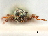  ( - CCDB-30449-F01)  @11 [ ] CreativeCommons - Attribution (2018) CBG Photography Group Smithsonian Institution