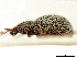  ( - CCDB-30449-F01)  @11 [ ] CreativeCommons - Attribution (2018) CBG Photography Group Smithsonian Institution