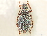  ( - CCDB-30449-F02)  @11 [ ] CreativeCommons - Attribution (2018) CBG Photography Group Smithsonian Institution